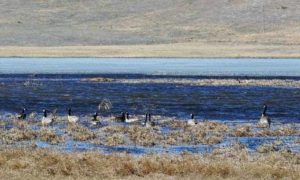 Hardin Ranch, Nebraska sale