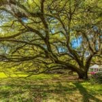 View of Orange Grove Plantation in Colleton County, South Carolina