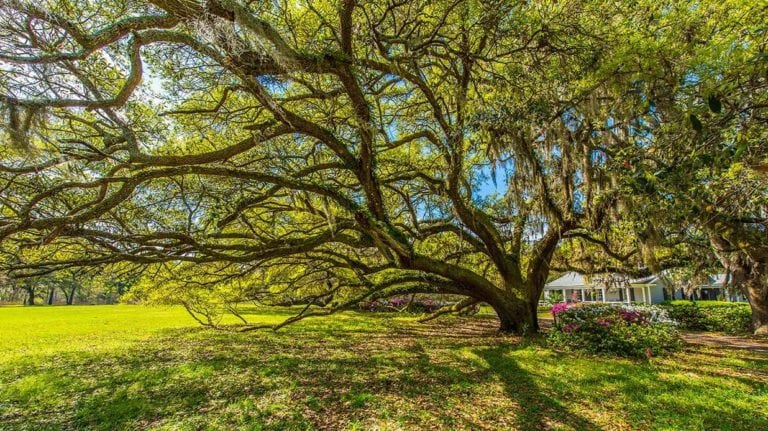 View of Orange Grove Plantation in Colleton County, South Carolina