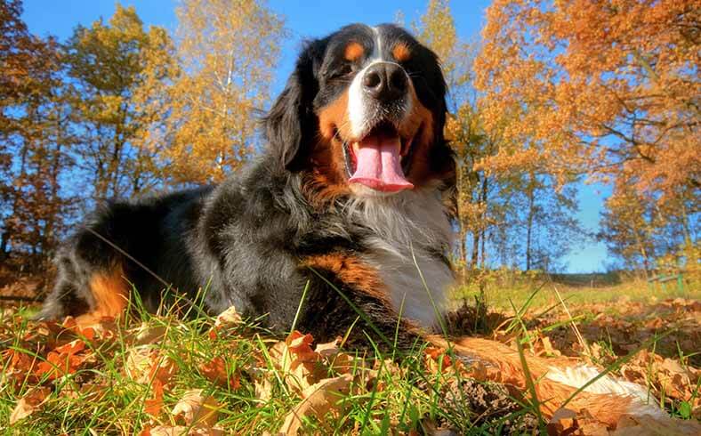 Best dog breeds for the outdoors: Bernese mountain dog