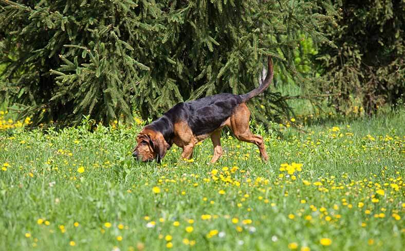 Best dog breeds for the outdoors: Bloodhound