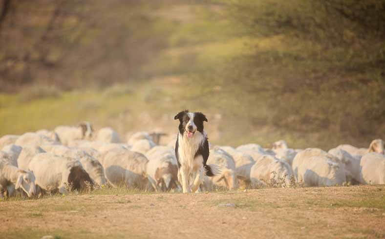 Best dog breeds for the outdoors: Border collie