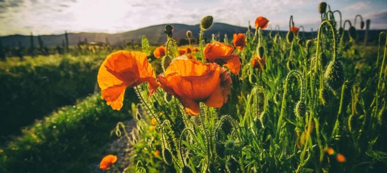 Image of flower in bloom in garden