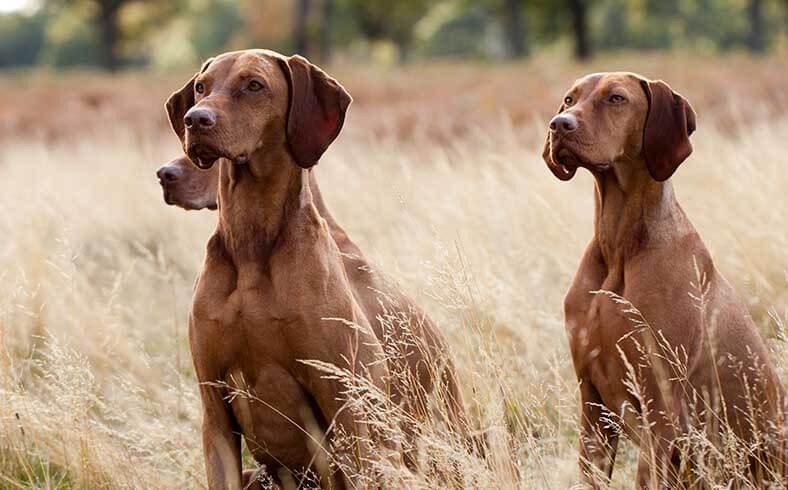 Best dog breeds for the outdoors: Hungarian Vizsla dogs