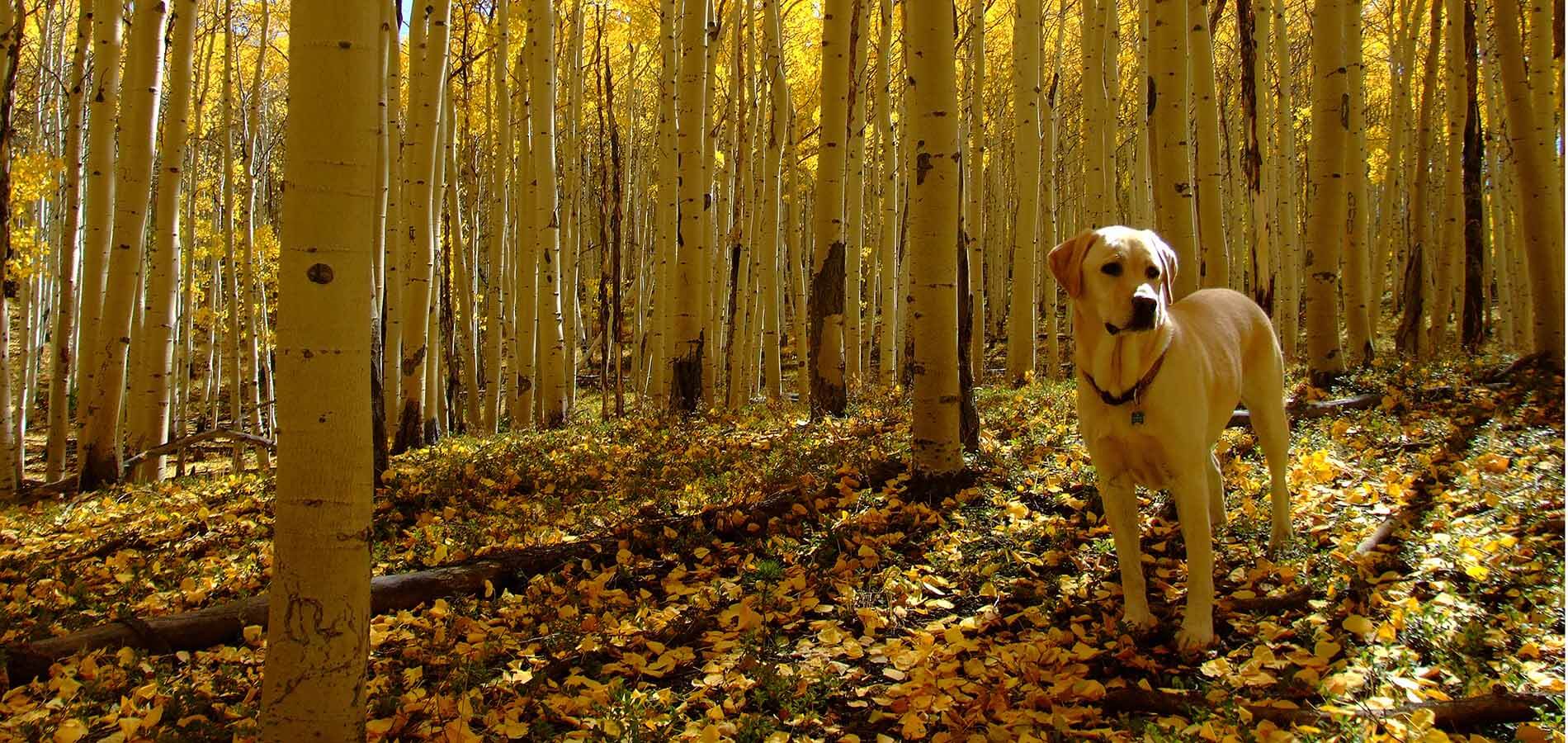 Best dog breeds for the outdoors: Labrador retriever in aspen grove