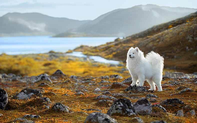 Best dog breeds for the outdoors: Samoyed