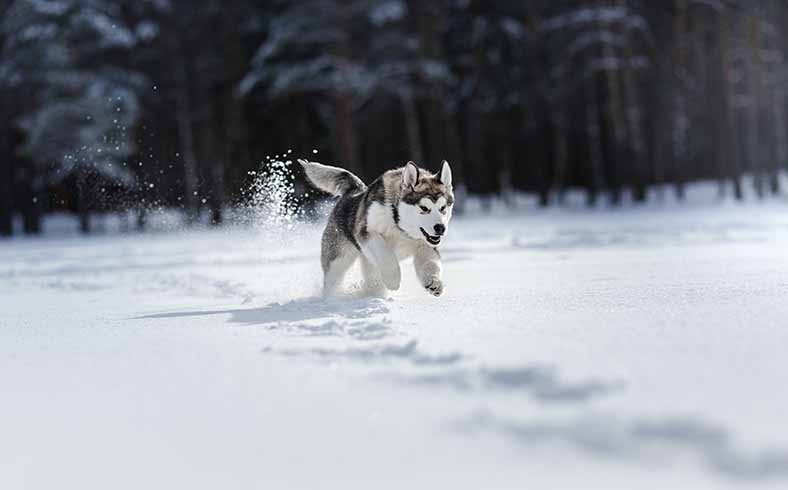 Best dog breeds for the outdoors: Siberian husky