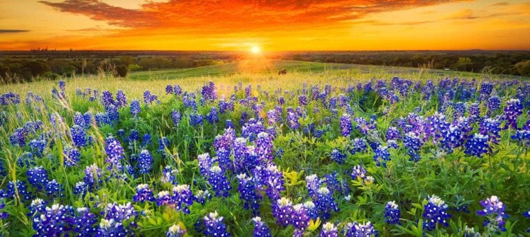 Field of Texas bluebonnets: Best places to see spring wildflowers