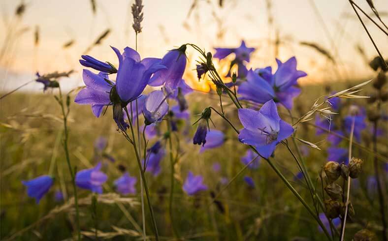 Harebell flowers at sunset