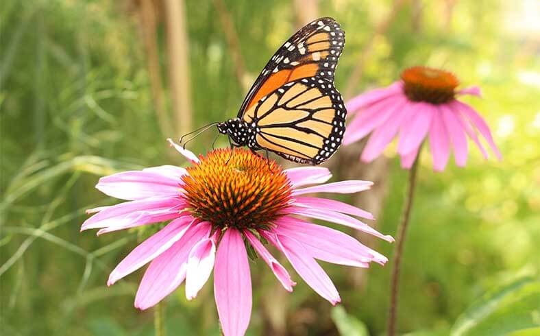 A monarch butterfly sips nectar through its proboscis from a black samson flower