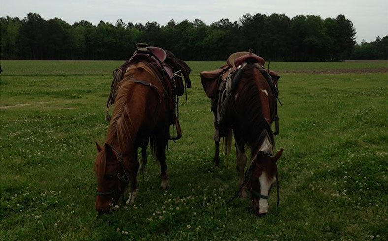 Horses grazing in field