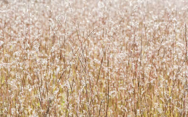 Image of little bluestem in a field