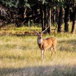 Axis deer on Little Creek Ranch, Mills County, Texas