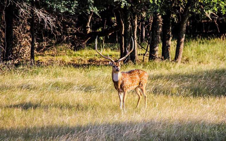 Axis deer on Little Creek Ranch, Mills County, Texas