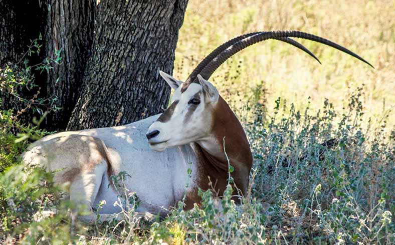 Oryx on Little Creek Ranch, Mills County, Texas