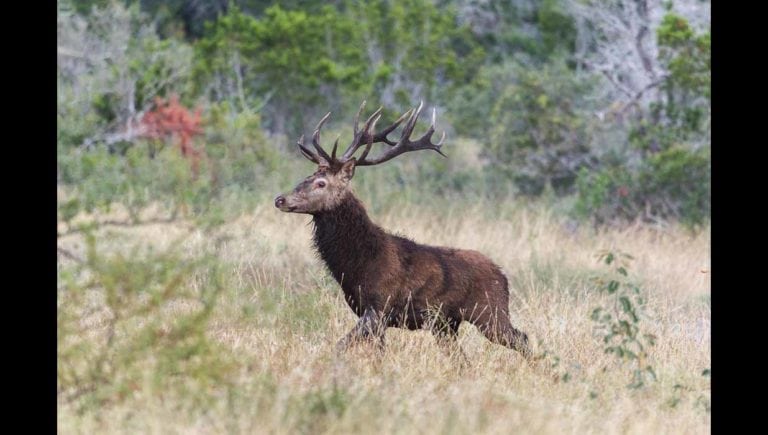 Image of deer on ranch for sale in Medina County, Texas Hill Country