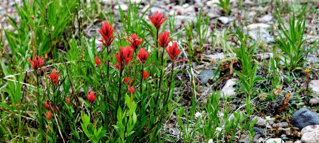 Indian paintbrush (Castilleja linariifolia) wildflowers growing in the mountains of central Idaho.