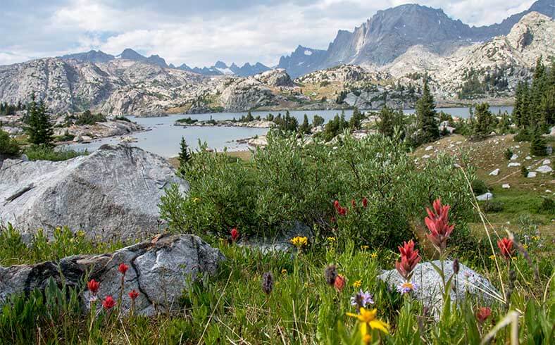 View of wildflowers in Wyoming's Wind River Range, including the distinctive red-flowered Indian paintbrush