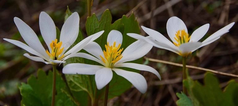 Guide to native plants of the Southeast: Sanguinaria canadensis