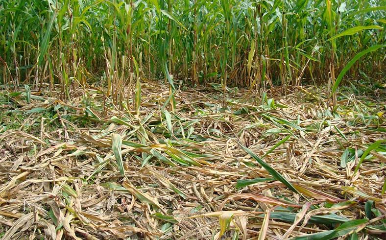 Image of field damaged by wild hogs, feral pigs