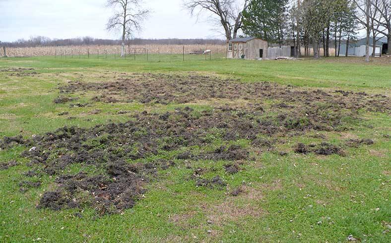 Image of lawn damaged by wild hogs, feral pigs