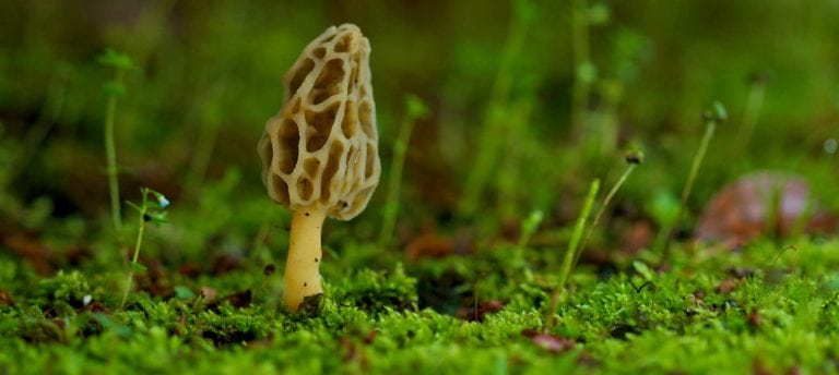 image of morel mushroom in forest