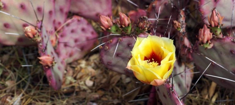 Guide to native plants of the Southwest: Opuntia santa-rita