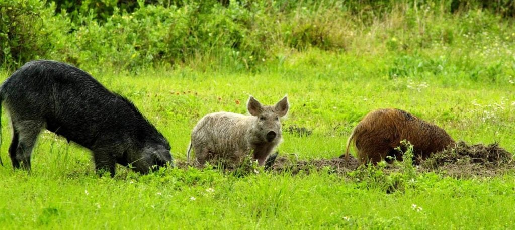 Image of feral pigs digging up a field