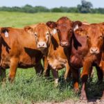 Image of cows on Broseco Ranch in Texas, sold by Icon Global Group