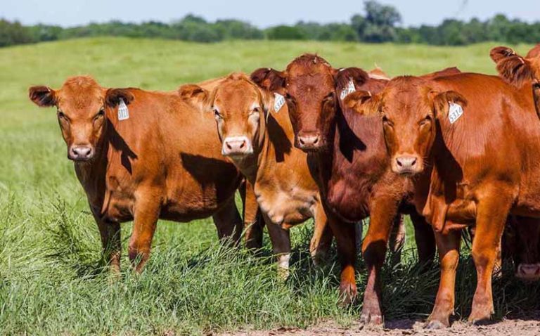 Image of cows on Broseco Ranch in Texas, sold by Icon Global Group