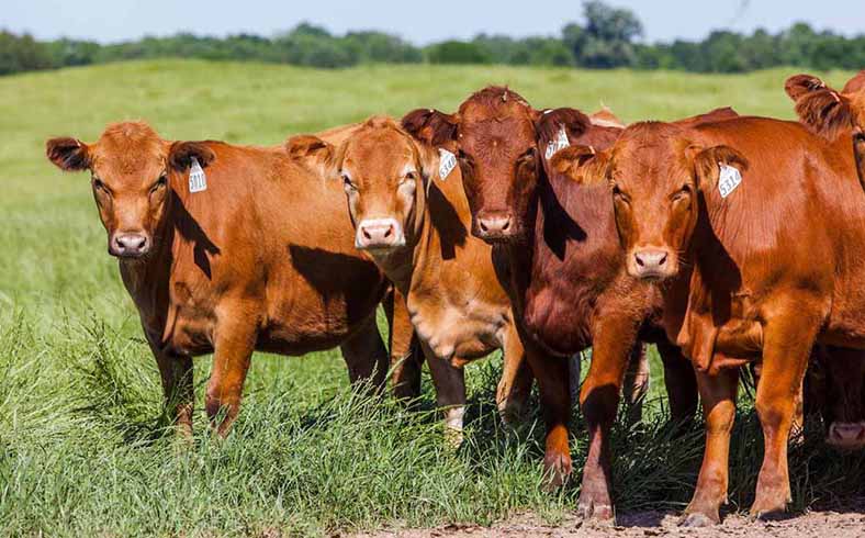 Image of cows on Broseco Ranch in Texas, sold by Icon Global Group