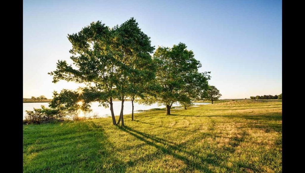 Image of trees on Broseco Ranch in Texas, sold by Icon Global Group