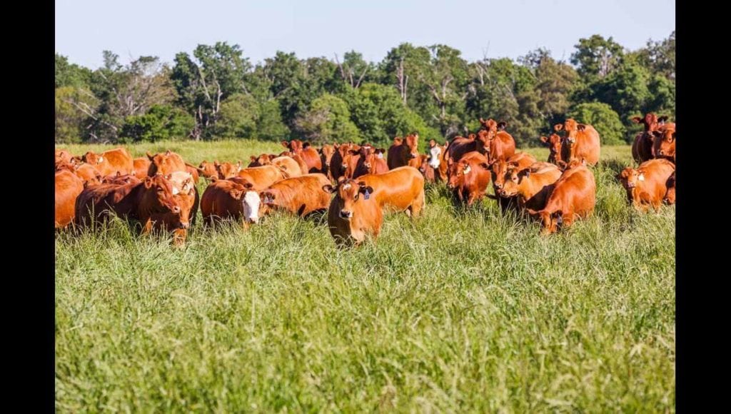 Image of cows on Broseco Ranch in Texas, sold by Icon Global Group