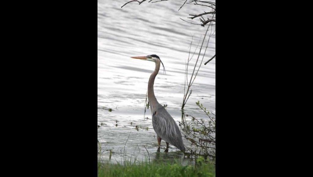 Image of heron on Broseco Ranch in Texas, sold by Icon Global Group