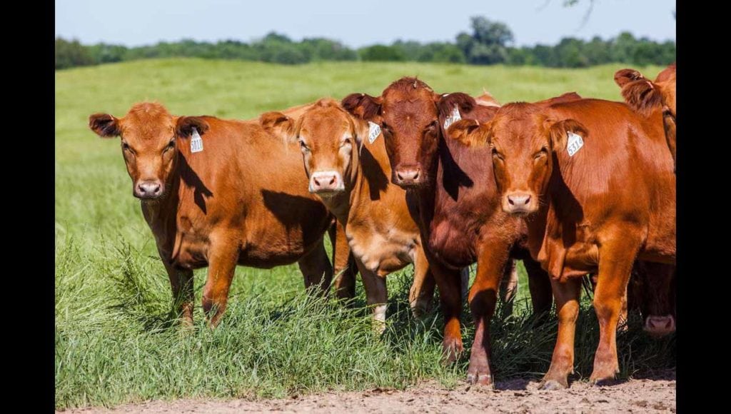 Image of cows on Broseco Ranch in Texas, sold by Icon Global Group