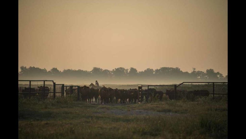 Image of cattle on Broseco Ranch in Texas, sold by Icon Global Group