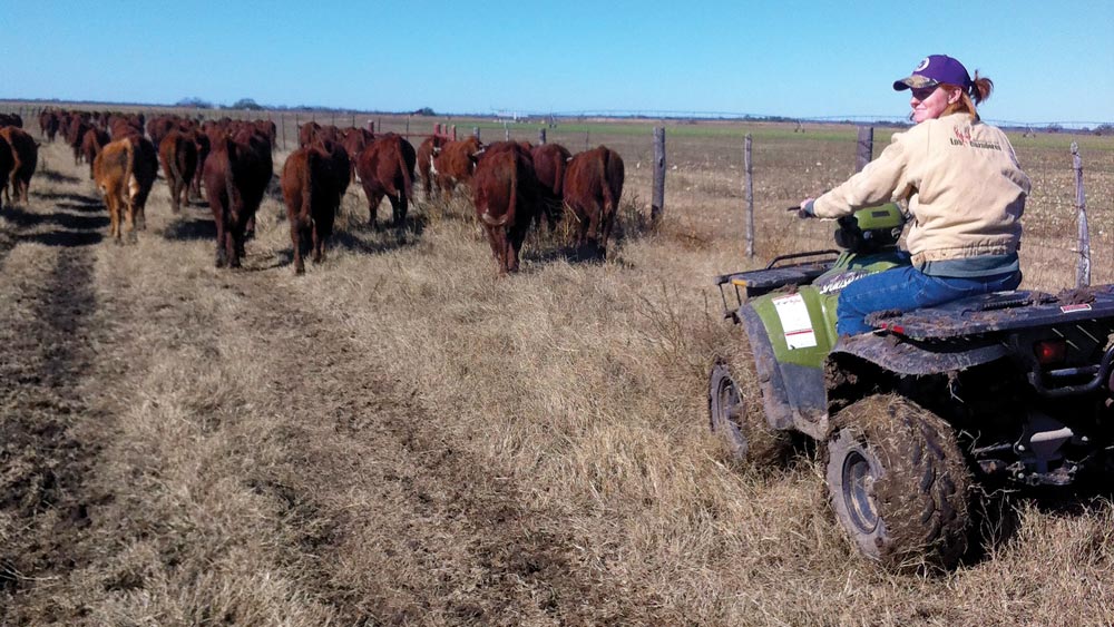 Sarah Nunley Biedenharn herding cattle on a 4-wheeler