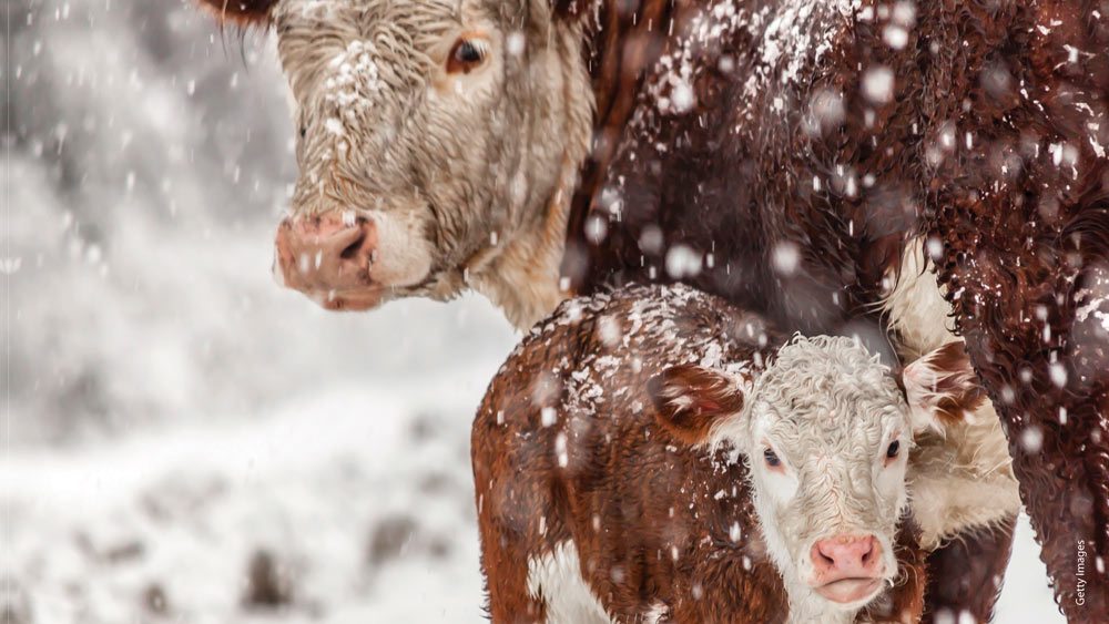 Mother cow with her calf in the snow