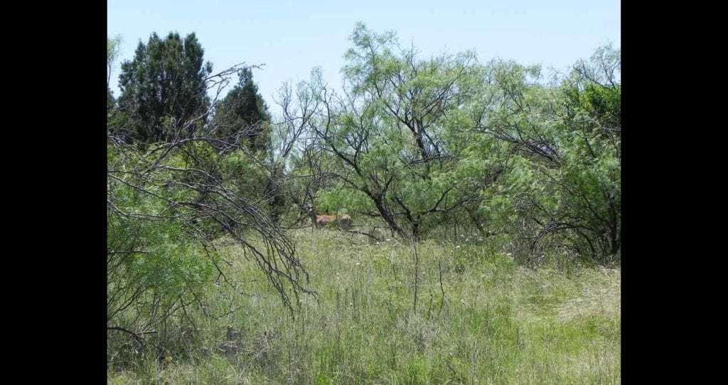 Image of McAdams Ranch, sold in Foard County, Texas