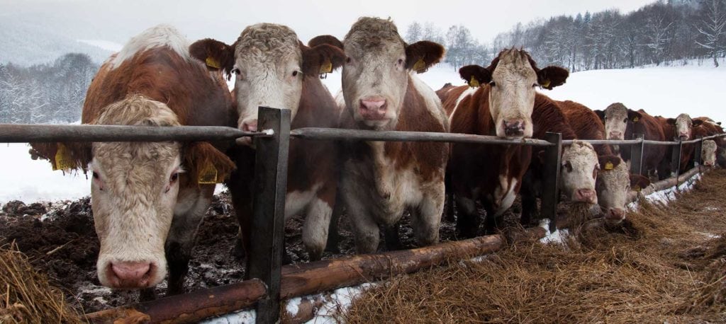 Herd of cows in winter field