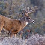 Image of male whitetail deer in winter