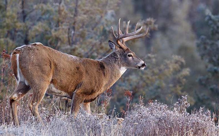 Image of male whitetail deer in winter