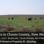 image of cattle on ranch in New Mexico