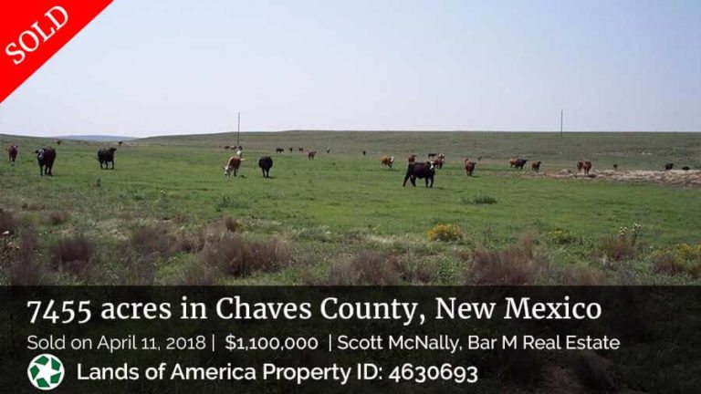 image of cattle on ranch in New Mexico