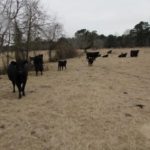 Cattle in field in Texas
