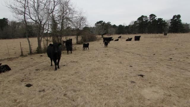 Cattle in field in Texas