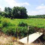 Image of land on hunting club in Calhoun County, South Carolina