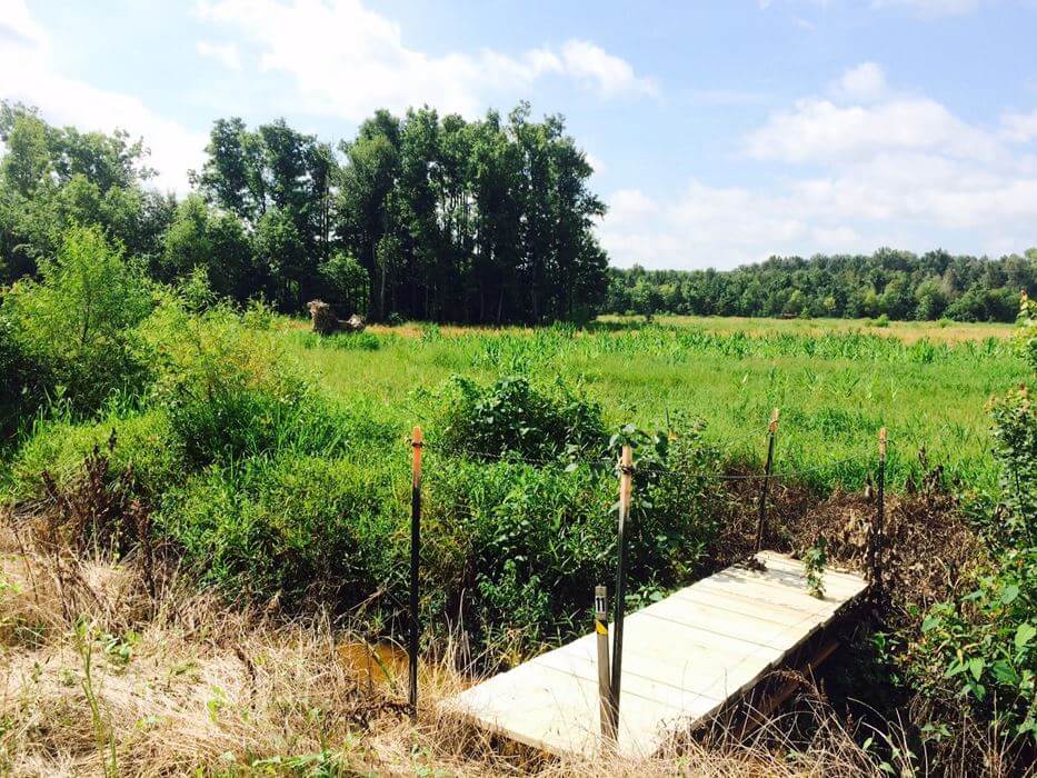 Image of land on hunting club in Calhoun County, South Carolina