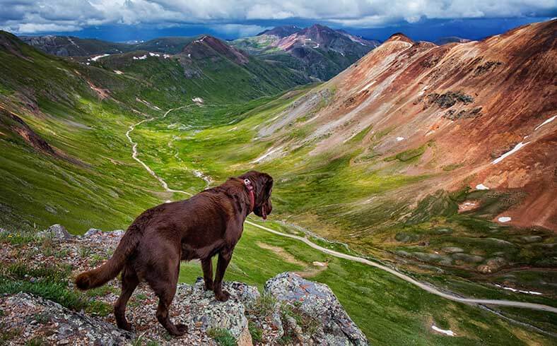 Image of dog in mountains, hiking tips