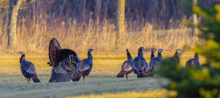 Image of turkey in field in spring